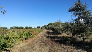 Land for sale in Cantanhede, Portugal — €21,000