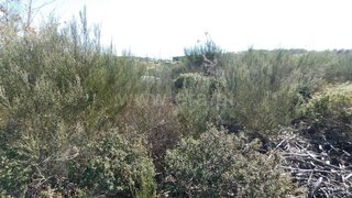 Terreno em Oliveira do Hospital