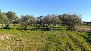 Land for sale in Fundão, Portugal — €50,000