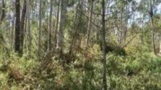 Land for sale in Pombal, Portugal — €25,500