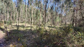 Terreno em Leiria
