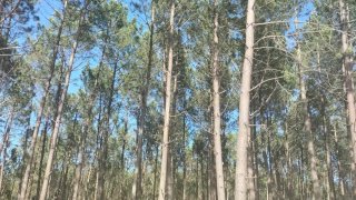 Land for sale in Alcobaça, Portugal — €59,000