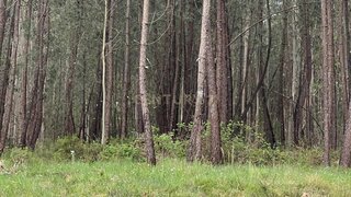 Land for sale in Batalha, Portugal — €18,000