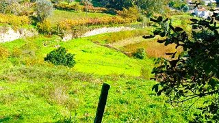 Land for sale in Baião, Portugal — €66,200