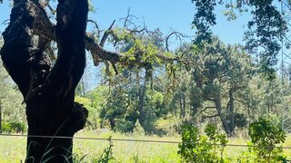 Land for sale in Alcanena, Portugal — €60,000