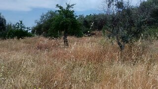 Terreno de 840 m² em Castelo Branco