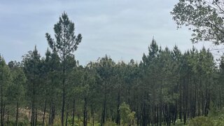 Terreno em Abrantes