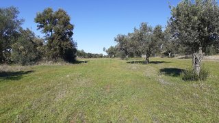 Land for sale in Reguengos de Monsaraz, Portugal — €50,000