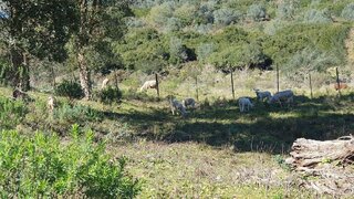 Terreno em Guarda · 14 250 m² · 59 000 €