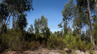 Land for sale in Coimbra, Portugal — €62,000