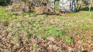 Terreno em Castelo Branco · 6900 m² · 20 000 €