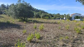 Land for sale in Pombal, Portugal — €49,500