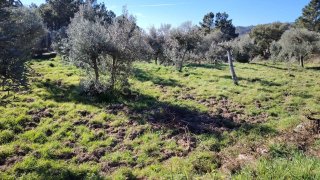 Terreno de 1250 m² em Castelo Branco