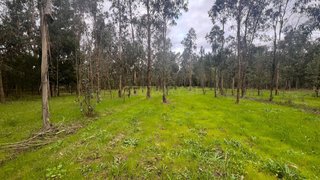Terreno em Mira · 20 090 m² · 45 000 €