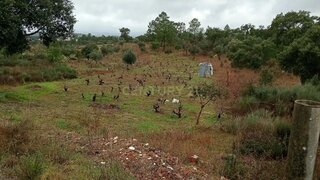Terreno de 7480 m² em Castelo Branco
