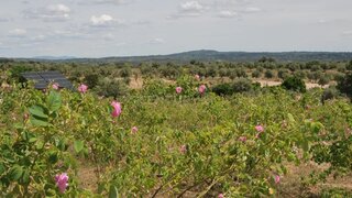 Terreno de 160 310 m² em Castelo Branco