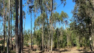 Land for sale in Alcobaça, Portugal — €69,000