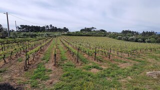 Terreno para venda em Nelas, Portugal — 65 000 €