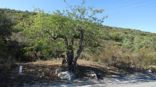 Land for sale in São Brás de Alportel, Portugal — €30,000