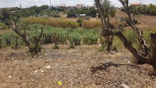 Land for sale in Alpiarça, Portugal — €90,000