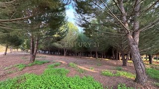 Land for sale in Ferreira do Zêzere, Portugal — €12,000