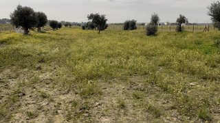 Land for sale in Reguengos de Monsaraz, Portugal — €75,000