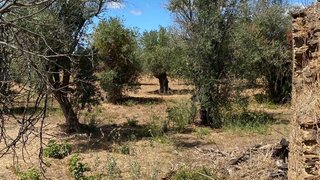 Land for sale in Tomar, Portugal — €15,800