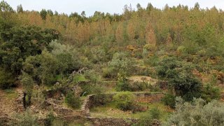Terreno de 2000 m² em Castelo Branco