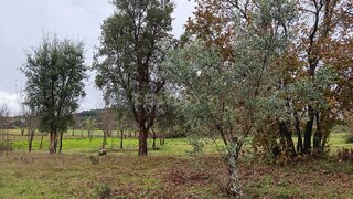 Land for sale in Penamacor, Portugal — €5,000
