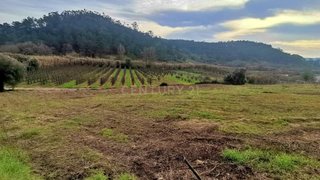 Terreno em Alcobaça · 4048 m² · 119 000 €