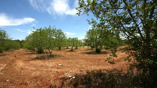 Land for sale in Silves, Portugal — €49,999