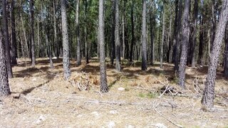 Land for sale in Pampilhosa da Serra, Portugal — €20,000