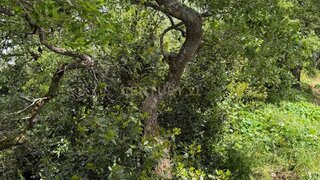 Land for sale in Mafra, Portugal — €44,900