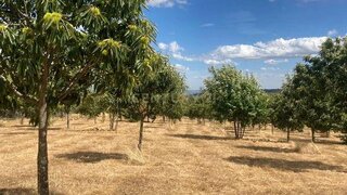 Terreno de 11 900 m² em Bragança