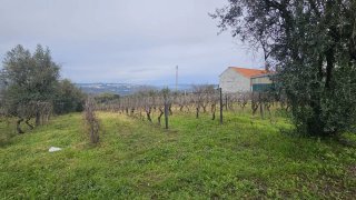 Terreno em Viseu · 3553 m² · 39 000 €