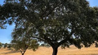 Land for sale in Mourão, Portugal — €275,000
