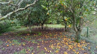 Land for sale in Peso da Régua, Portugal — €58,000