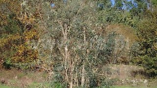 Land for sale in Viseu, Portugal — €75,000