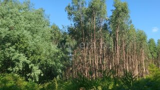 Terreno em Santa Comba Dão