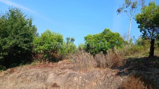Terreno em Santa Comba Dão