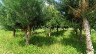 Land for sale in Carregal do Sal, Portugal — €90,000