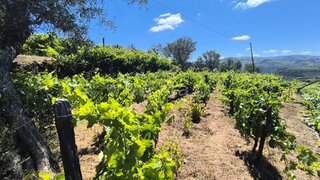 Land for sale in Lamego, Portugal — €13,000