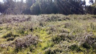 Land for sale in Carregal do Sal, Portugal — €53,000