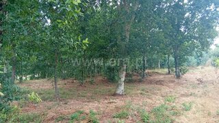 Land for sale in Tondela, Portugal — €85,000