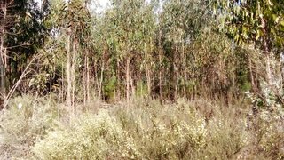 Land for sale in Mangualde, Portugal — €30,000