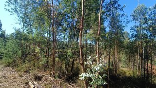 Land for sale in Tondela, Portugal — €15,000