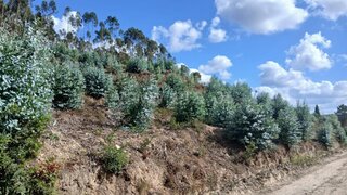 Land for sale in Mortágua, Portugal — €20,000