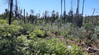 Terreno em Tondela