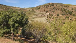 Land for sale in São João da Pesqueira, Portugal — €83,000