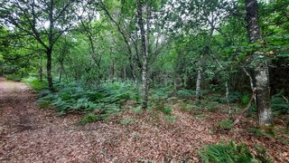 Land for sale in Tondela, Portugal — €26,000